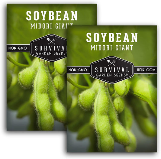 Midori Giant Soybean Seeds for Planting - Grow Protein-Rich Edamame Pods in Your Home Vegetable Garden - Non-GMO Heirloom Soy Bean - Survival Garden Seeds (2 Packs)