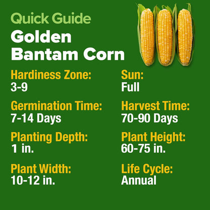 HOME GROWN Golden Bantam Corn 2 Pack – 200 𝗡𝗢𝗡-𝗚𝗠𝗢 𝗨𝗦𝗔 Heirloom Vegetable Seeds – Grow Sweet Corn Outdoors – Easy for Beginners & Great for Home Gardeners –High Germination (Zea mays)
