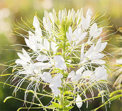 Pure White Cleome - White Queen Spider Plant Seeds - Nectar Flower for Monarch Butterflies - 1000 Seeds -
