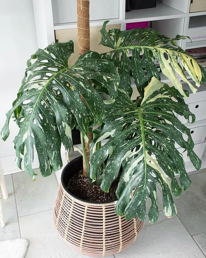 Thai Constellation Monstera Planting Mix - Promotes Steady Growth and Healthy Leaves - 10 Quart (2 Bags of 5 Quart)