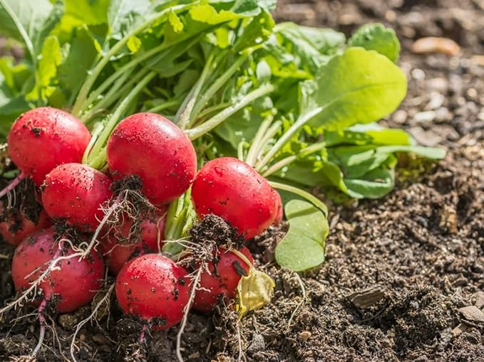 Super Absorbent Polymer Helps Plant Growth and Plant Establishment (40 Pounds)