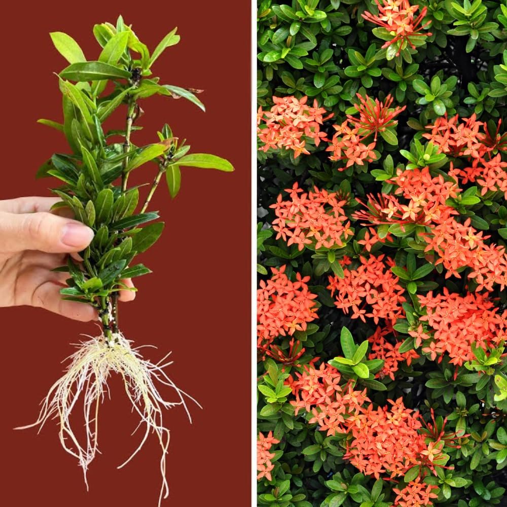 Set 2 Dwarf Red Ixora Live Plants, Size 2 to 5 Inch Tall Plant - Hardy, Perennial Ixora Flowers Starter Plant for Grow Outdoors, Without Pot