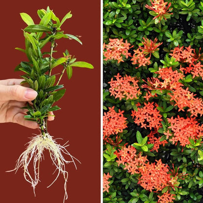Set 2 Dwarf Red Ixora Live Plants, Size 2 to 5 Inch Tall Plant - Hardy, Perennial Ixora Flowers Starter Plant for Grow Outdoors, Without Pot