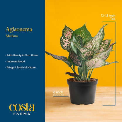 Costa Farms Chinese Evergreen, Red, Easy to Grow Live Indoor Plant Aglaonema, Houseplant Potted in Indoors Garden Plant Pot, Potting Soil Mix, Gift for New Home, Office, or Home Décor, 1-2 Feet Tall