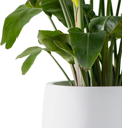 Kante 15.7" Dia Round Concrete Planter, Outdoor Indoor Garden Plant Pots with Drainage Hole and Rubber Plug, Modern Curvaceous Design, Pure White
