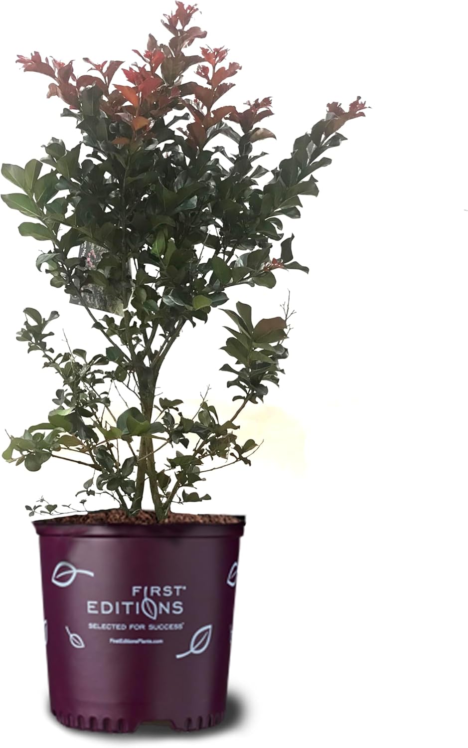 American Plant Exchange Plum Magic Crape Myrtle Tree Live, 3-Gallon Pot, 1-2ft Tall, Vibrant Purple Flowers, Drought-Tolerant, Large Outdoor Landscape Accent, Year-Round Beauty