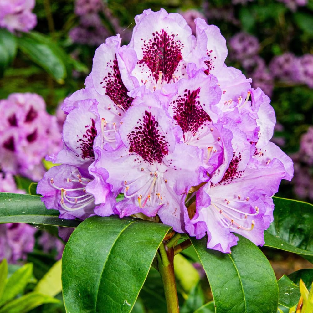 Rhododendrons Plant Live, Purple Black Rhododendron Shrub, Large Flowering Tree 1 Gallon Potted for Gardening