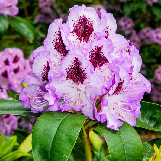 Rhododendrons Plant Live, Purple Black Rhododendron Shrub, Large Flowering Tree 1 Gallon Potted for Gardening