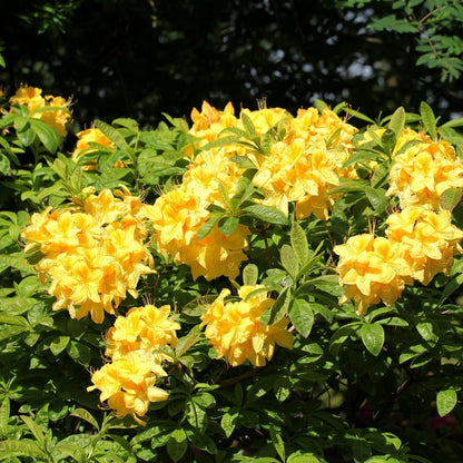 Yellow Rhododendron Plant Live – 1 Gallon Flowering Shrub for Gardening