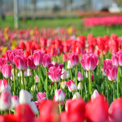 Showgirl Pink Tulip Bulbs – Gardener’s Favorite Spring Flowers | 10 Premium Perennial Bulbs for Vibrant Pink Blooms | Easy to Grow | Attracts Bees & Butterflies | Zones 3–8 | Great Gift (10 Bulbs)