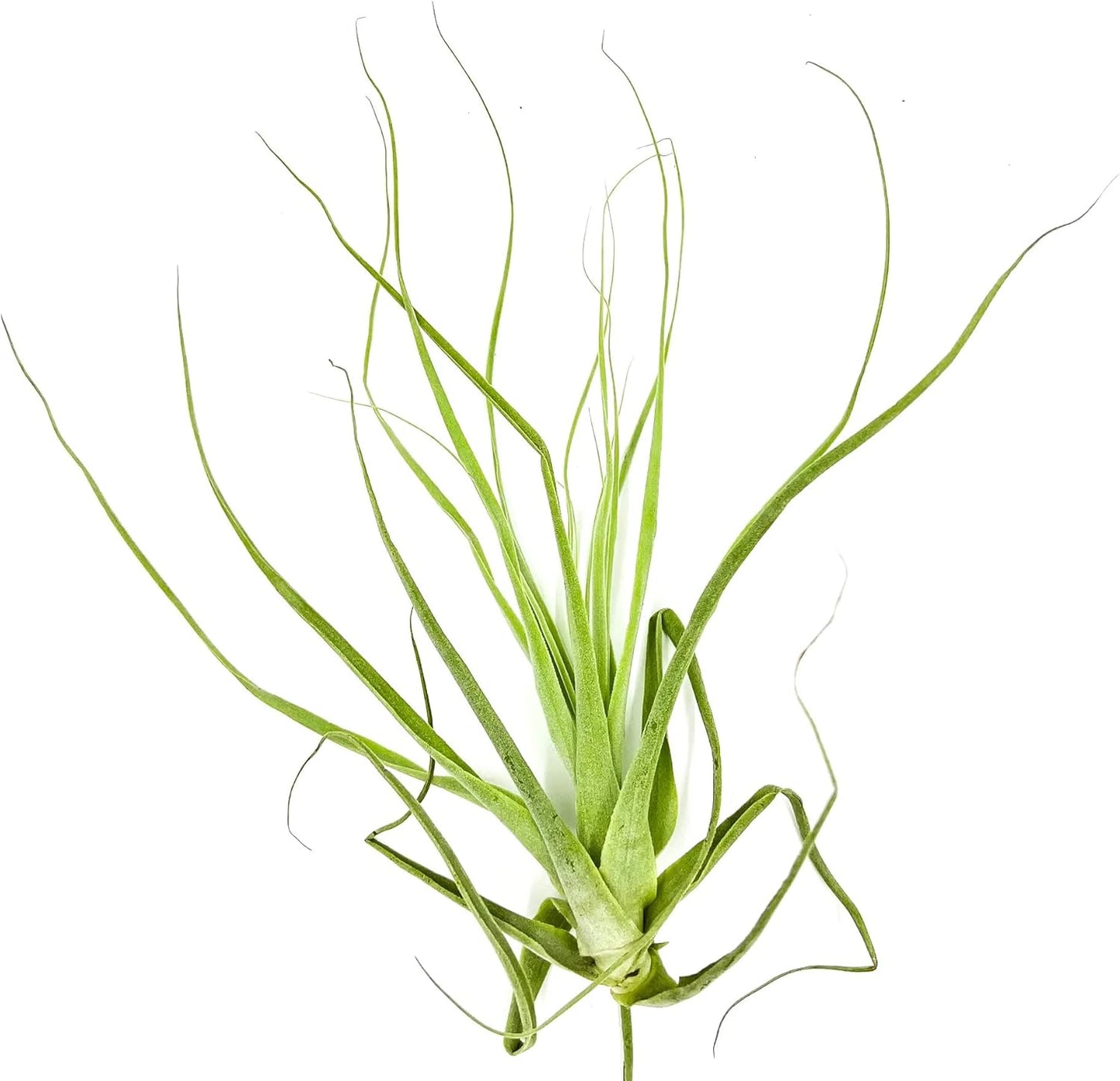 ragnaroc Air Plants - Tillandsia Straminea Jumbo 6-9" - 1ct - Live Arrival Guaranteed - House Plants for Home Decor & Gift