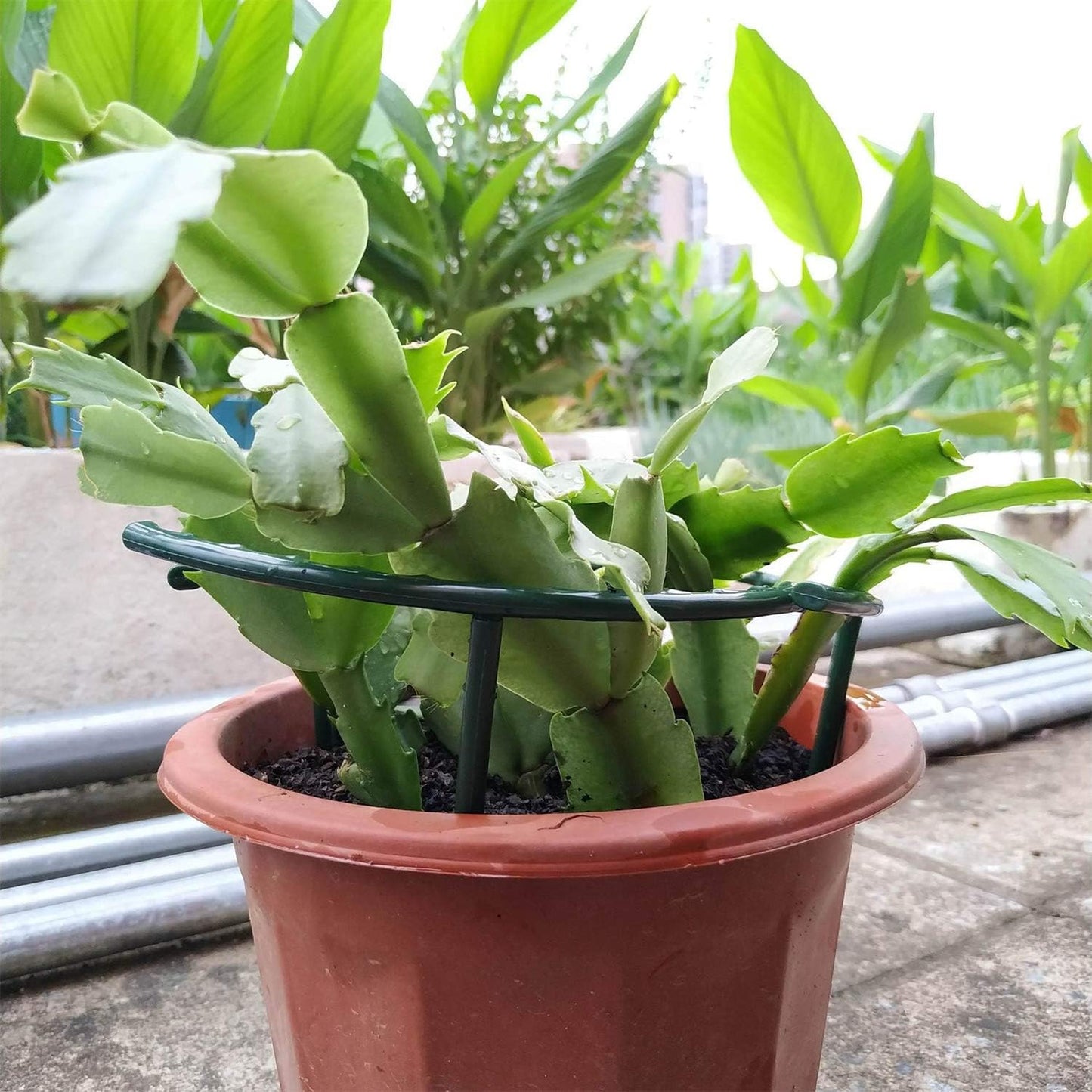 Belit 8 Pack Plant Supports for Small Plants, Garden Flowers Green Plant Support Ring, Planter Support Ring for Schlumbergera, Clivia, Succulents, 5.5" Wide x 5.9" High