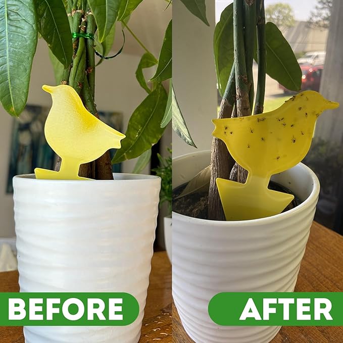 Kate's Home & Garden Plant Spray for Insects & Getting Rid of Gnats with 12 Sticky Traps. Fungus Gnat Killer & Bug Spray for Indoor Plants (16oz, Cedarwood, Pet Safe, Non Toxic)