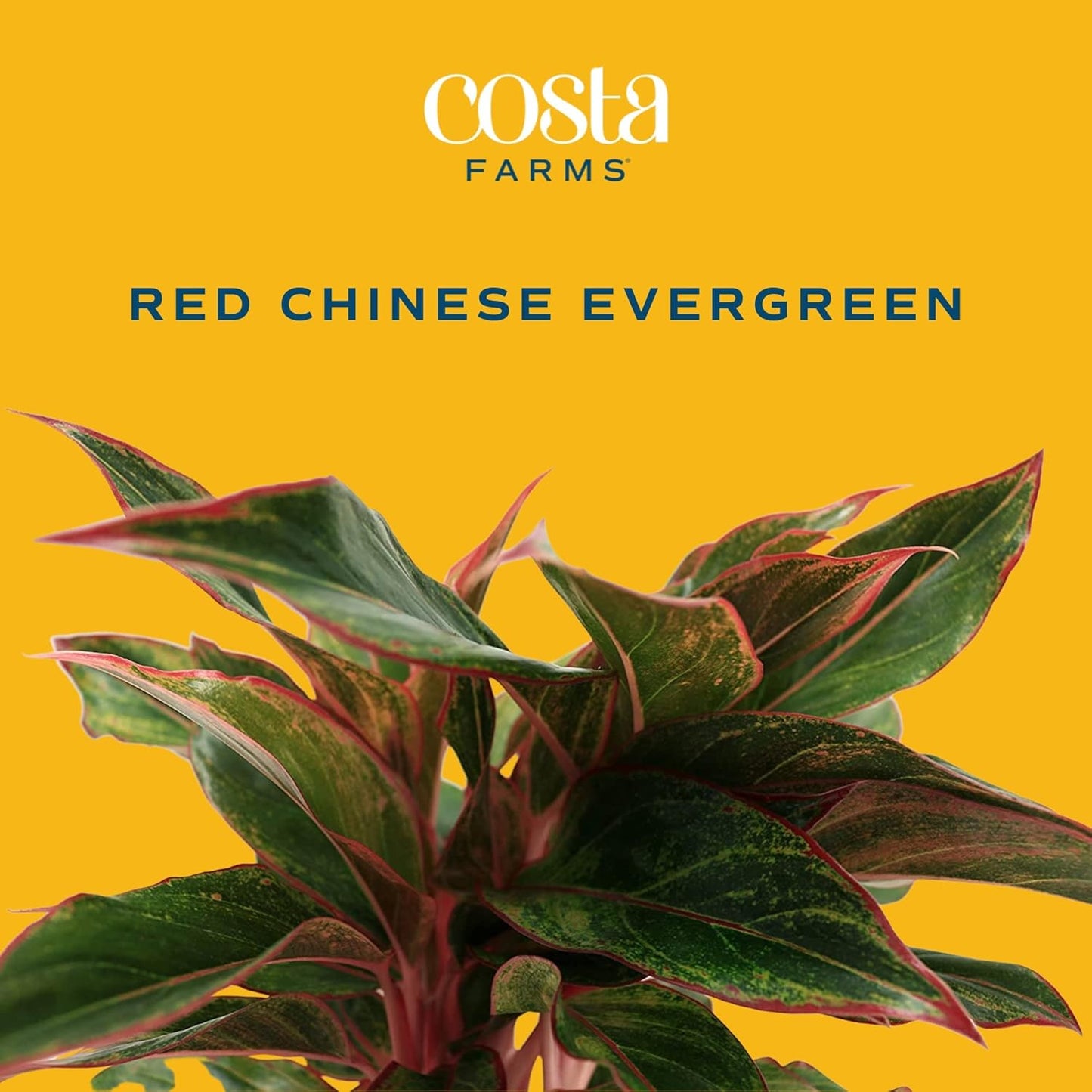 Costa Farms Chinese Evergreen, Live Indoor Plant, Potted Houseplant in Gift Wrap Planter, New House Gift, Birthday, Room Décor, Home or Office Decor, 14-Inches Tall