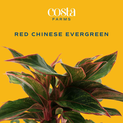 Costa Farms Chinese Evergreen, Live Indoor Plant, Potted Houseplant in Gift Wrap Planter, New House Gift, Birthday, Room Décor, Home or Office Decor, 14-Inches Tall