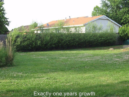 50 Hybrid Willow Trees - Fast Privacy Trees or Shade - Austree Willow Grow 6-10 Feet Per Year - Privacy Hedge