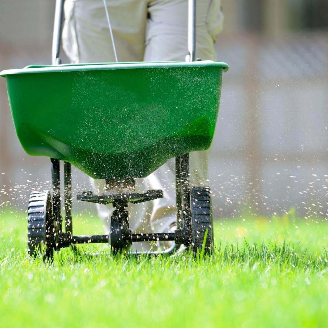 Brownie Brand Kentucky Bluegrass Seed – Premium Lawn Seed for Overseeding, Repairing Bare Spots, and Growing Thick Cool-Season Bluegrass Grass Turf
