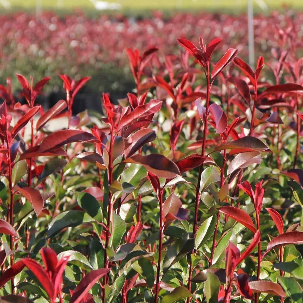 Photinia Red Tip | 1 Large Gallon Size Plant | Photinia x Fraseri | Evergreen Landscape Hedge Shrub
