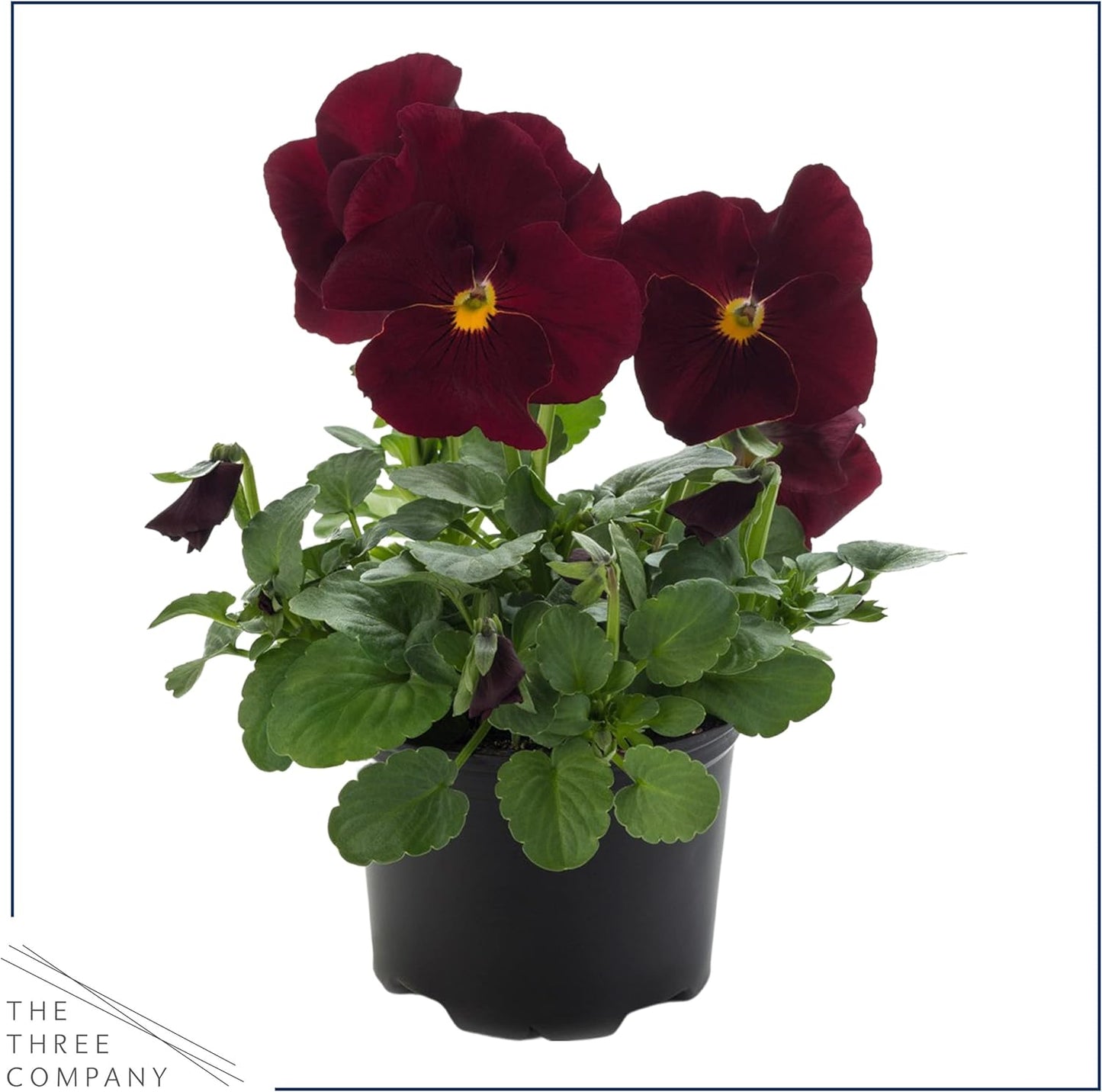 Live Healthy Flowering Pansies - Red Blotch (4 Plants Per Pack), Beautiful Fall Color, 6" Tall by 4" Wide in 1 Pint Square Pot