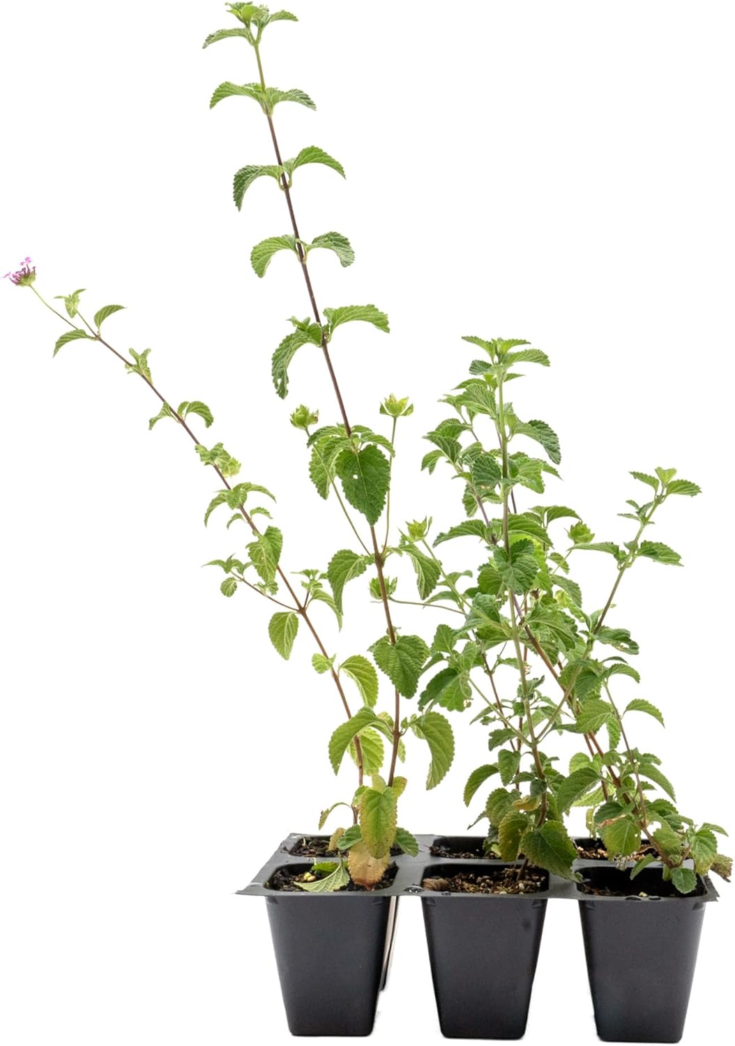 6 Lavender Lantana in 2.5” Nursery Cubes (Lantana montevidensis) | Evergreen Shrub for Hanging Baskets, Containers & Sunny Landscapes | Ready-to-Plant Live Starter Plants