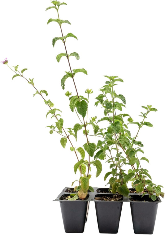 6 Lavender Lantana in 2.5” Nursery Cubes (Lantana montevidensis) | Evergreen Shrub for Hanging