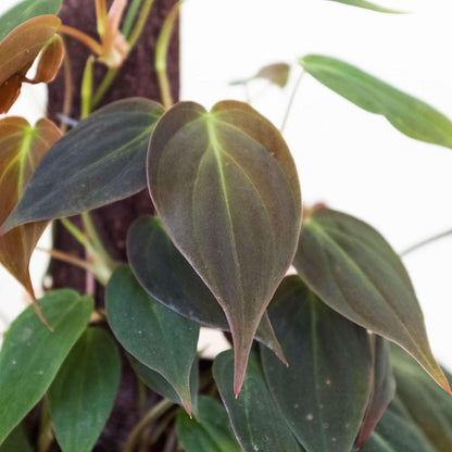 Philodendron Velvet Live Plant for Indoor | Different Houseplants in 4'' & 6'' Pot | Real House Plant for Living Room, Office, Desk & Bathroom | Micans | Heart-Leaf | hederaceum