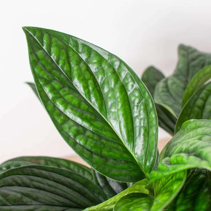 Monstera Peru Live Plant for Indoor | Different Houseplants in 4'' & 6'' Pot | Real House Plant for Living Room, Office, Desk & Bathroom | Peru