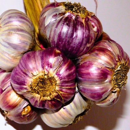 1 Pound Garlic for Planting in Fall Hardneck, 8-10 Purple Garlic Bulbs for Planting, Fresh and High Yield Bulb Variety Pack, Hardy and Fast Growing