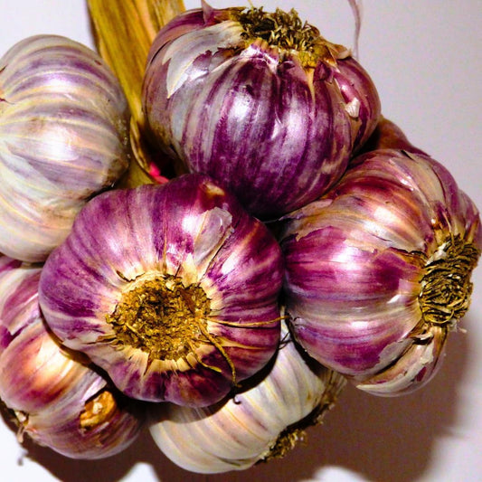 1 Pound Garlic for Planting in Fall Hardneck, 8-10 Purple Garlic Bulbs for Planting, Fresh and High Yield Bulb Variety Pack, Hardy and Fast Growing