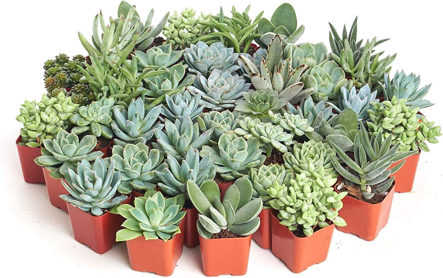 Shop Succulents Blue & Green Succulent Plant Pack Bulk Collection - Live Mini Succulent Plants, Low Maintenance, Mixture of Textures - Wedding and Party Favors, Gift & Garden, Pack of 140