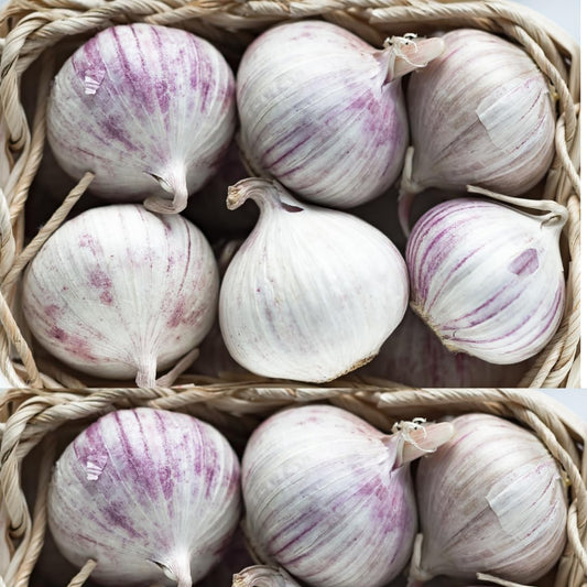 1 Pound Hard Neck Garlic for Planting in Fall, Big Garlic Bulb for Planting, Fresh and High Yield, Cold Hardy, Planting Softneck Hardneck