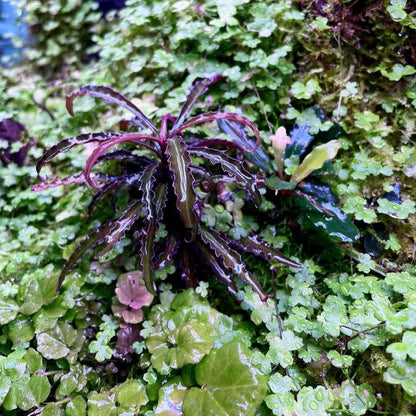 SubstrateSource Live Aquarium Stem Plants - Freshwater Aquatic Plant for Fish Tanks, Aquascaping - (Cyperus Helferi, 4 Bunches)