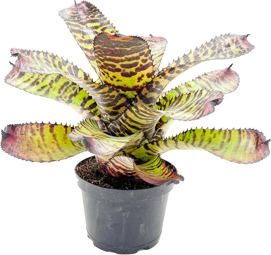 ragnaroc Live Plants – Bromeliad Neoregelia Dragon, 8-12" in 6" Pot - 1ct - Live Arrival Guaranteed - House Plants for Home Decor & Gift