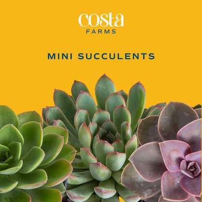 Costa Farms Mini Succulent Live Plant in Decorative Pot, Easy to Maintain Succulent Indoor Houseplant, Perfect for Home, Room, or Office Decor, Great House Warming or Birthday Gift, 2-3.5 Inches Tall