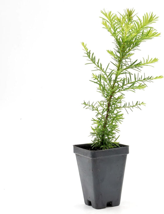 1 Coastal Redwood in 3.5” Nursery Cube (Sequoia sempervirens) | Majestic Evergreen Tree for Shade, Privacy & Wildlife Support | Ready-to-Plant Live Starter Plant