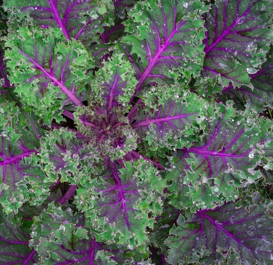 Red Russian Kale Seeds for Planting – Plant & Grow Heirloom Non GMO Red Russian Kale in Home Outdoor Vegetable Garden, Brassica Napus VAR. pabularia – 3 Packets
