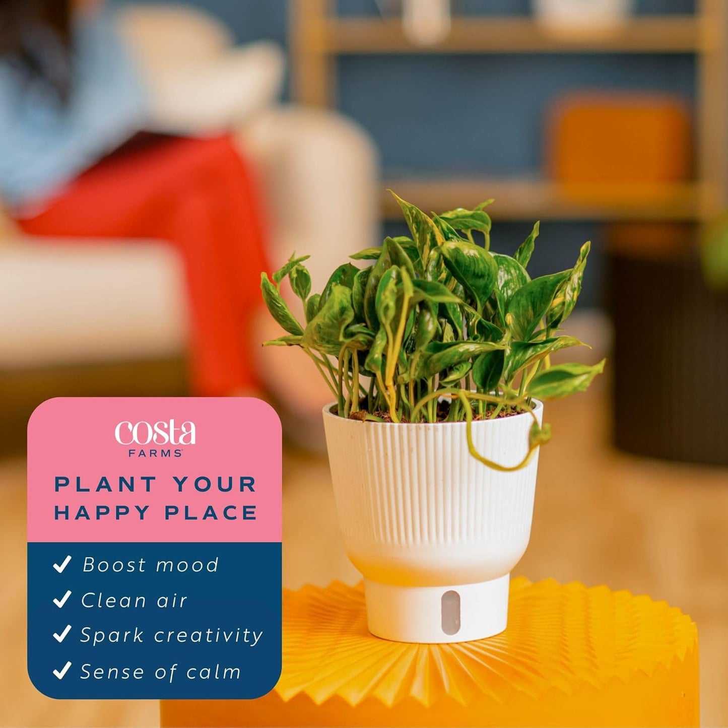 Costa Farms Pothos Shangri-La Live Plant, Climbing Trailing Indoor Houseplant | 12-Inches Tall | Trending Tropicals Collection | Self-Watering Pot | Easy Grow Plant for Home, Room Decor