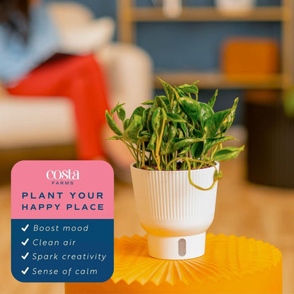 Costa Farms Pothos Shangri-La Live Plant, Climbing Trailing Indoor Houseplant | 12-Inches Tall | Trending Tropicals Collection | Self-Watering Pot | Easy Grow Plant for Home, Room Decor