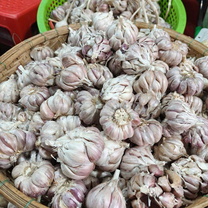 1 Pound Hard Neck Garlic for Planting in Fall, White Garlic Bulb for Planting, Fresh and High Yield, Cold Hardy, Planting Softneck Hardneck