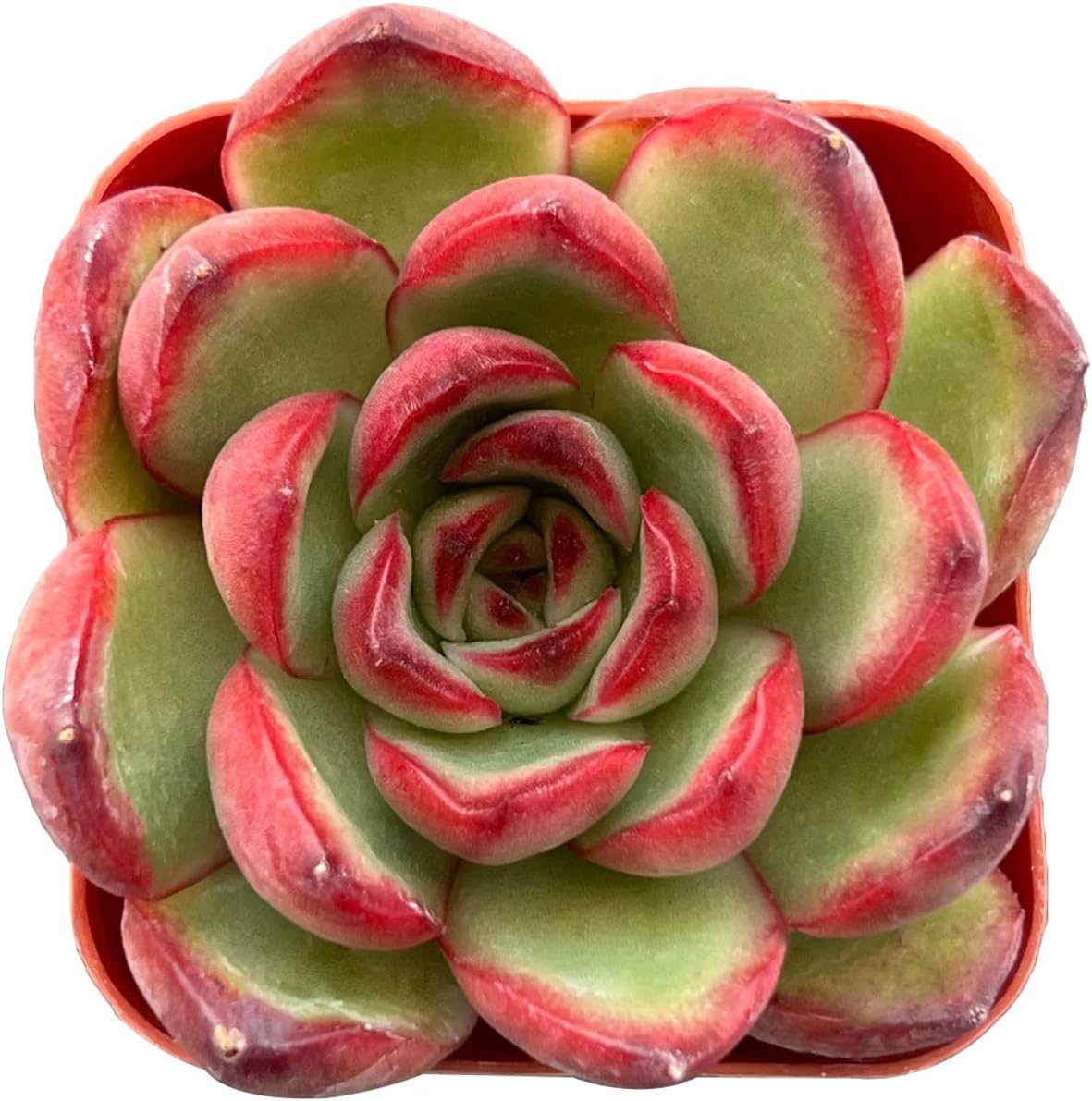 Sprout N Green Echeveria Puli-lindsayana, 1 Live Mini Succulent Plant Fully Rooted in 2 inch Starter Pot, Real House Plant for Indoor Outdoor Home Office Wedding Decoration Party Favor