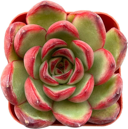 Sprout N Green Echeveria Puli-lindsayana, 1 Live Mini Succulent Plant Fully Rooted in 2 inch Starter Pot, Real House Plant for Indoor Outdoor Home Office Wedding Decoration Party Favor