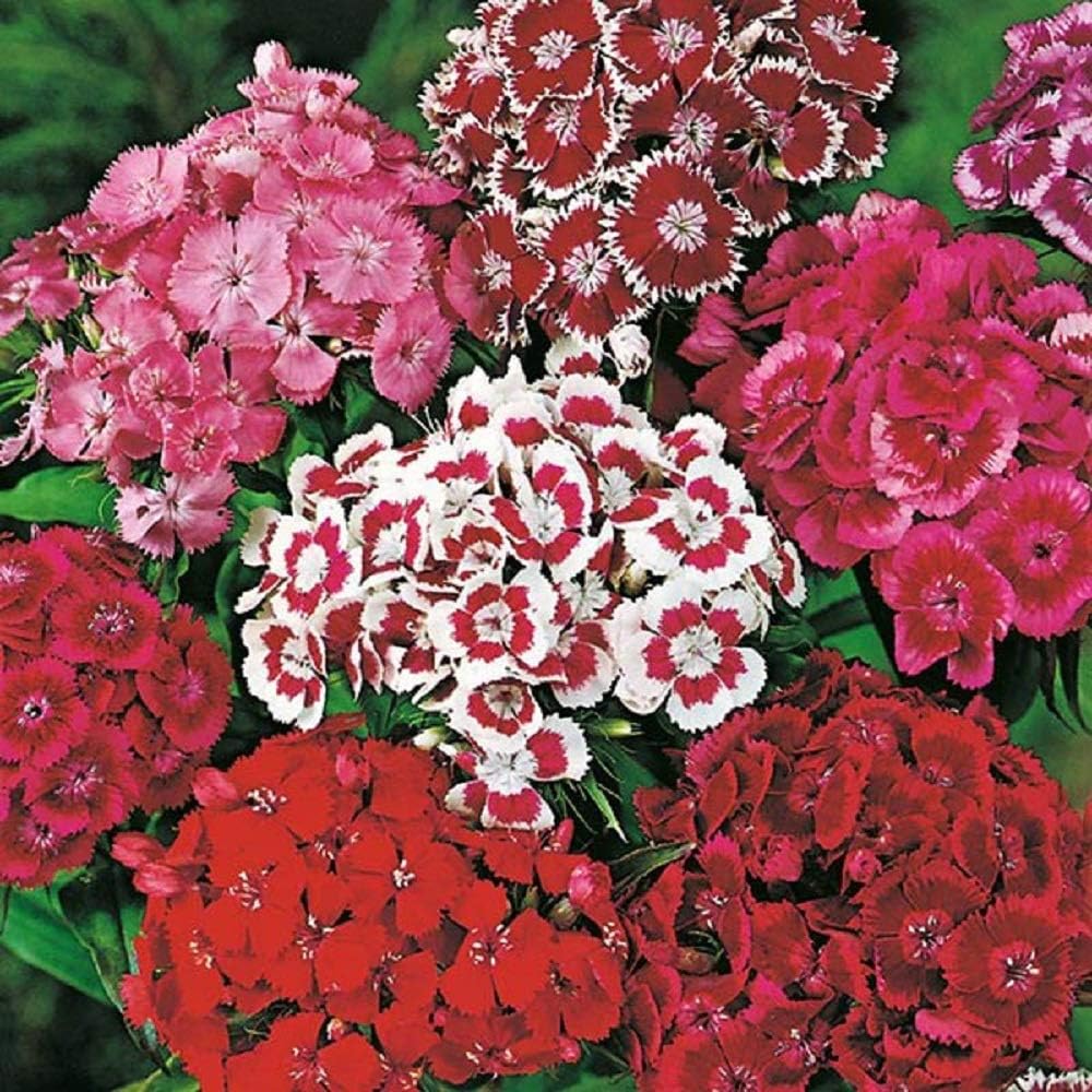 Sweet William Flower Seeds, 100 Count COOL BEANS N SPROUTS Brand. Non-GMO. Home Gardening.