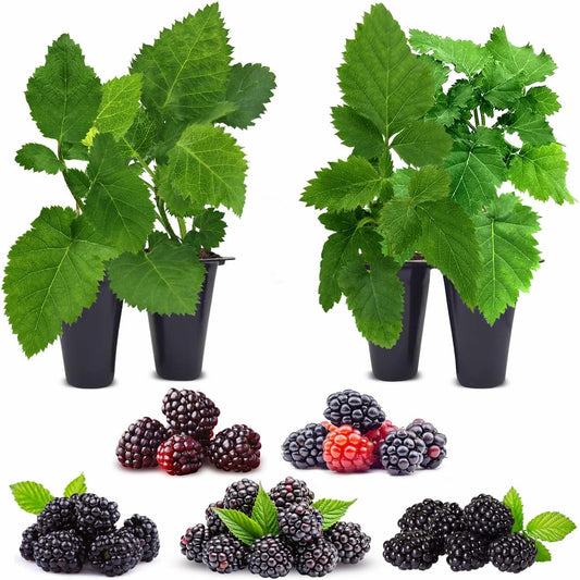 Blackberry Plant Collection (4 Pack) Live Fruit Plants for Planting | 4 Different Varieties for a Continuous Harvest | Thornless & Thorny Mix| Large, Sweet & Juicy Berries |Perfect for Organic Gardens