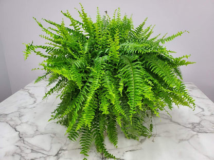 Live Boston Fern Hanging Basket Plant (10" Hanging Basket) - Overall Spread 25" to 30" - Tropical Plants of Florida