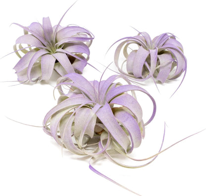 Purple Colorful Tillandsia Air Plants - Long Lasting Color Enhanced Live Tillandsia Succulent House Plants - Home and Garden Decor - Easy Care Indoor and Outdoor (Mini Xerographica, Pack of 3)