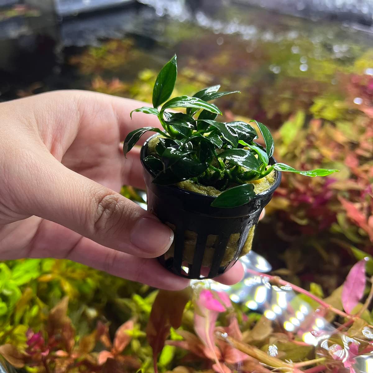 SubstrateSource Anubias Live Aquarium Plants - Potted Freshwater Plant for Fish Tanks, Terrariums - Beginner Friendly Low Light (Jungle Star, 1 Pot)
