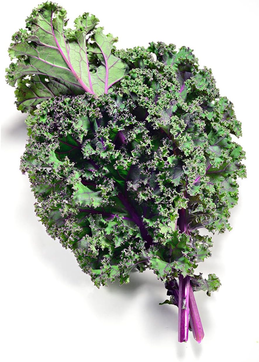 Todd's Seeds Red Russian Kale Seed - 1 Pound