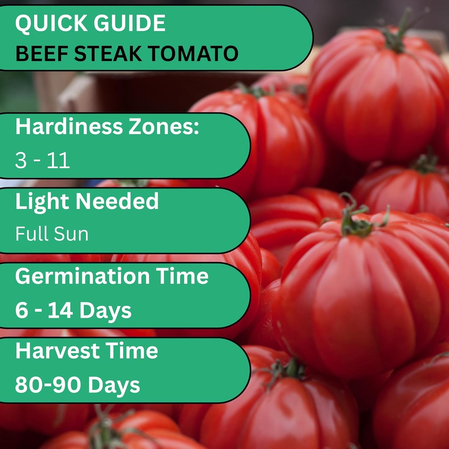 Woods Creek Seeds: Beefsteak Tomato Seeds for Planting - Heirloom Tomato Seeds for Planting Outdoors, Indoors, Patio or Home Plant Garden - Non-GMO Seed Pack of Large Juicy Tomatoes