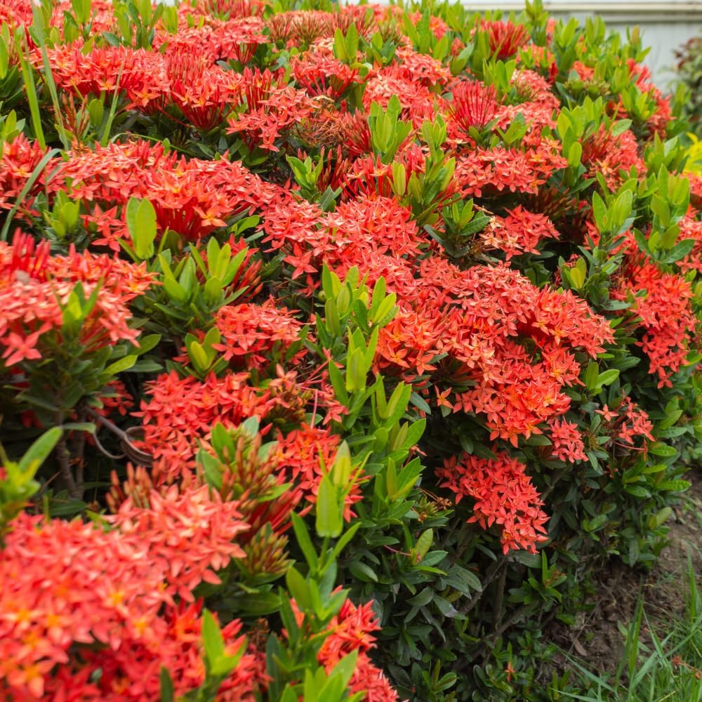 Set 2 Dwarf Red Ixora Live Plants, Size 2 to 5 Inch Tall Plant - Hardy, Perennial Ixora Flowers Starter Plant for Grow Outdoors, Without Pot
