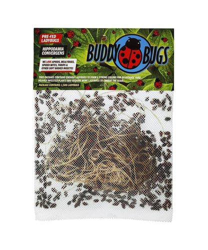 1500 Pre-Fed Live Ladybugs for Aphid Control | Hippodamia Convergens | Guaranteed Live Delivery